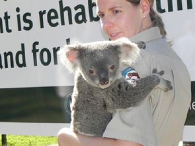 Redlands-koalas