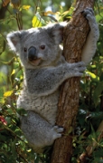 koala-faunal-emblem
