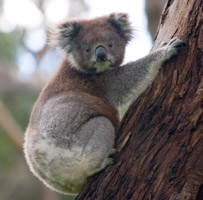 koala_climbing_tree_2.jpg