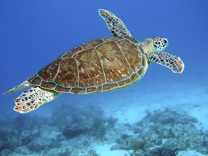 Hawksbill-turtle AMCS qccqld