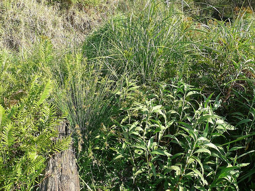 CornubiaWetlands-vegetation