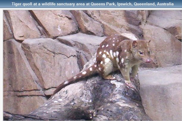 QUOLL-QueensPark-Ipswich