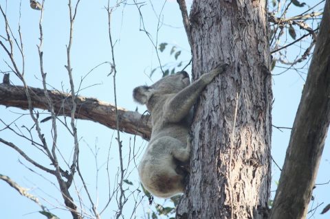 koala-BerrinbaSanctuary-Oct2012