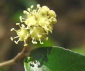 CrotonMamillatus