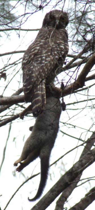 Powerful Owl_18th_Nov_2011_KarawathaForest