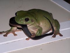 frog__Black_snake_br_feb2008