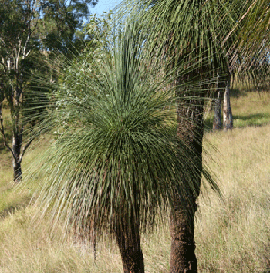 healthy-grass-tree-smer.gif