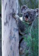 koala-peakstopoints