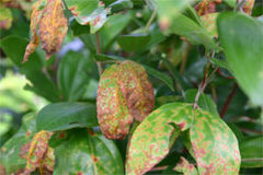 myrtle_rust_DERM