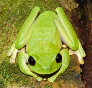 new-frog-big-eyes.jpg