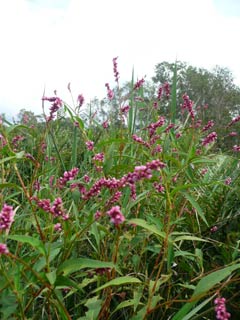 persicaria_elatior.jpg