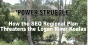 power-struggle-koalas-LoganR