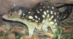 quoll3_000