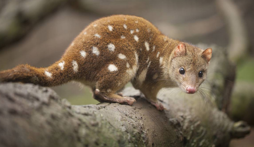 spotted tailed quoll endangered