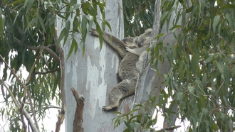 Crowson lane and Stanley Court koala and joey