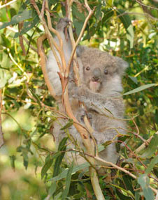 KoalaPhascolarctos-cinereusEPBC