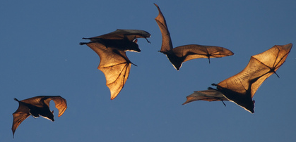 flying-fox