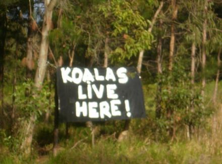 KOALAS-LIVE-HERE