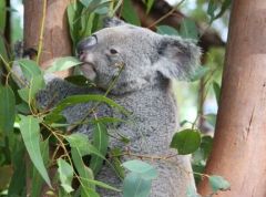 KOALA aids-urbanization