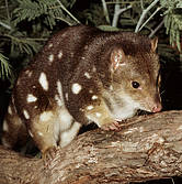 spotted_tail_quoll__wwf_fredy_mercay_1_178962_panda.org