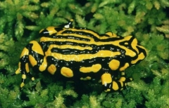 corroboree_frog.jpg