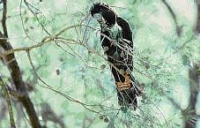 Glossy Black Cockatoo