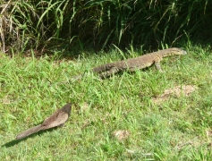 pheasant-and-monitor.jpg pheasant-and-monitor.jpg