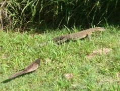 pheasant-and-monitor.jpg