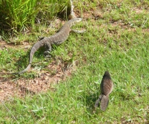 pheasant-and-monitor2.jpg