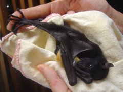 sooky-bat.jpg