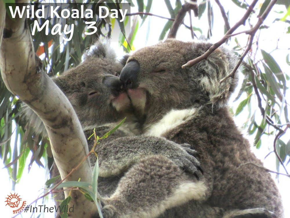 wild koala day1